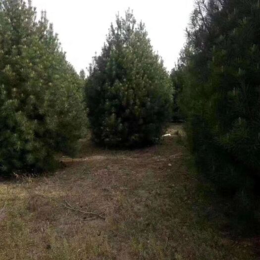 郑州 白皮松，1米8到2米