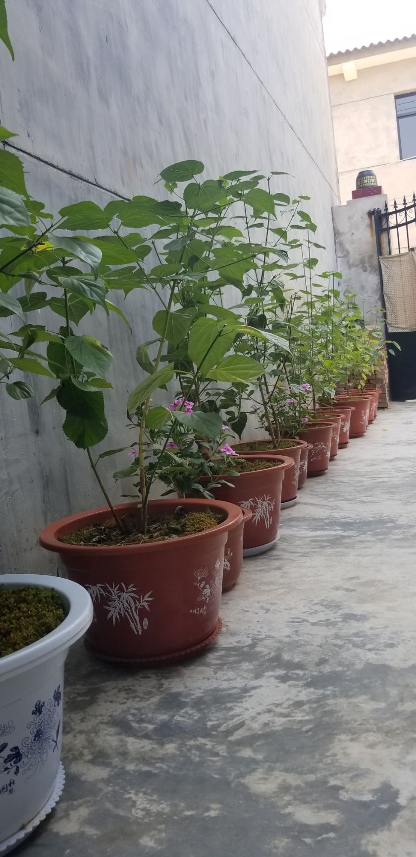 西安豆腐柴苗 豆腐柴盆栽树1~5年树型