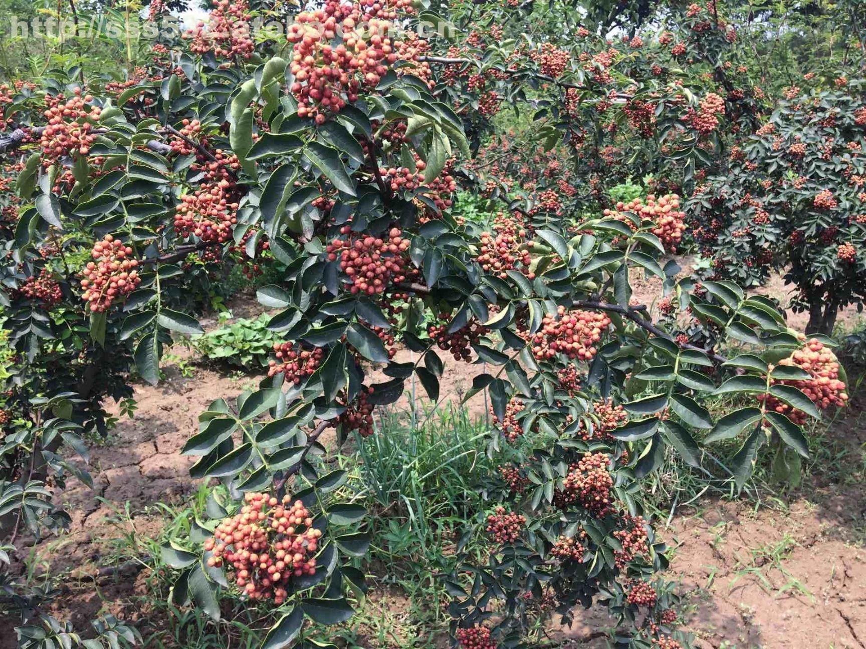 大红袍花椒苗  南强一号花椒苗