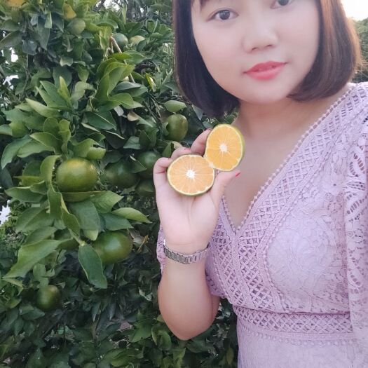 枝江市蜜桔 特早蜜橘