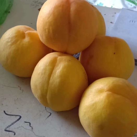 灵宝市 黄金蜜黄桃
