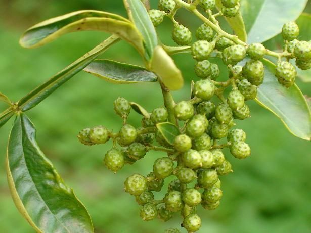 鲁甸县青花椒 特级 干花椒
