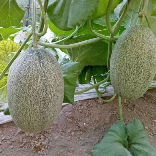 商丘西州蜜25号 西州蜜25