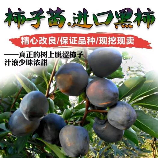 平邑县甜心柿苗 澳洲黑柿子苗嫁接柿子超甜无涩黑脆柿子南方北方种植苗树当年结果
