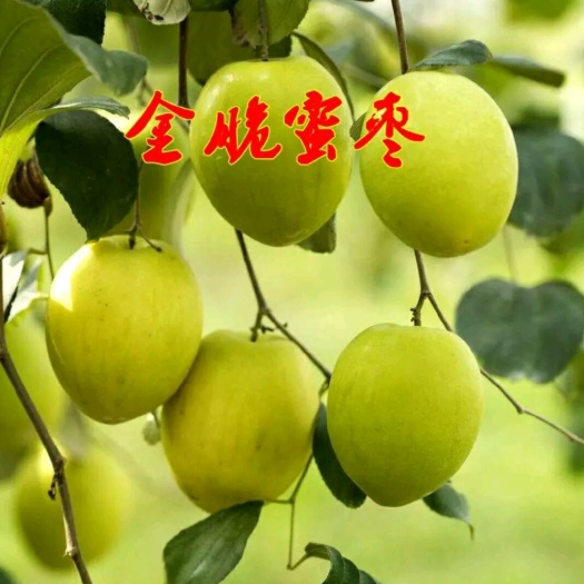 平邑县 正宗稼接牛奶大青枣树苗，产量高，适应南北方庭院种植，包邮