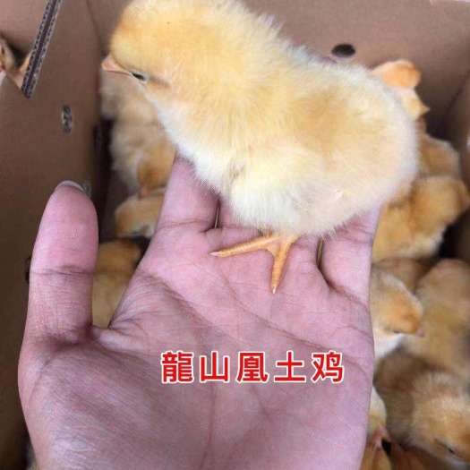 广州 龍山土鸡苗