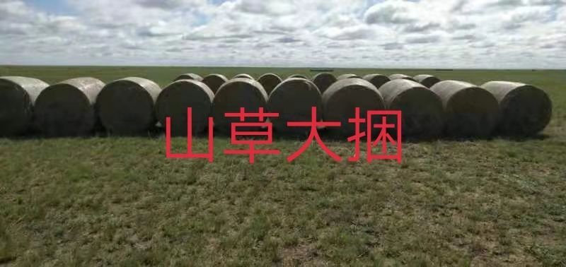 陈巴尔虎 供应优质牧草