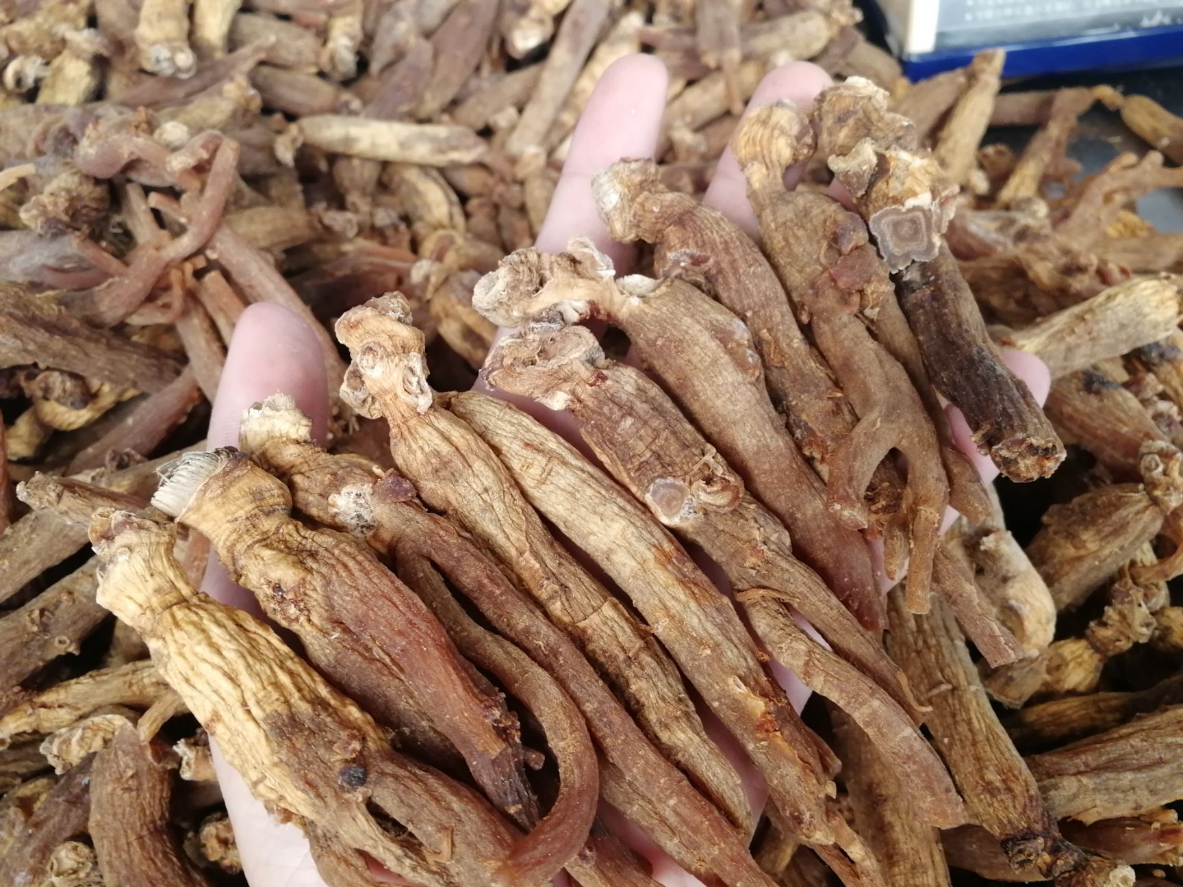 高丽参 6年原支参