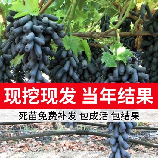 平邑县 蓝宝石葡萄苗，易成活，果实大，适应性强