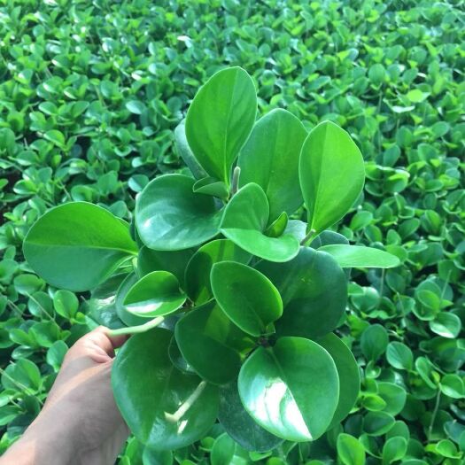 漳平市碧玉 产地直销，120红杯质量保证，量大从优欢迎咨询下单