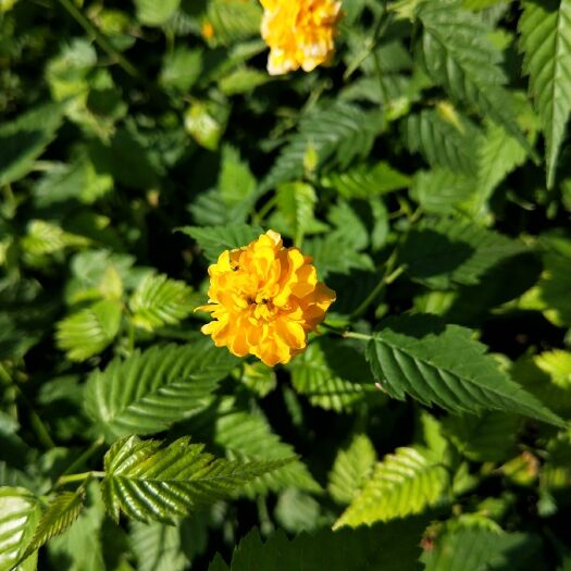 棣棠花 棣棠  分枝多 冠幅好 杯苗