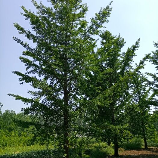 邳州市银杏实生苗  银杏树苗圃批发，银杏苗，银杏树小苗价格
