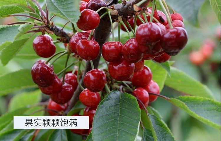 尚志市甜樱桃苗  抗寒大樱桃苗  大樱桃苗 樱桃苗 基地哈尔滨