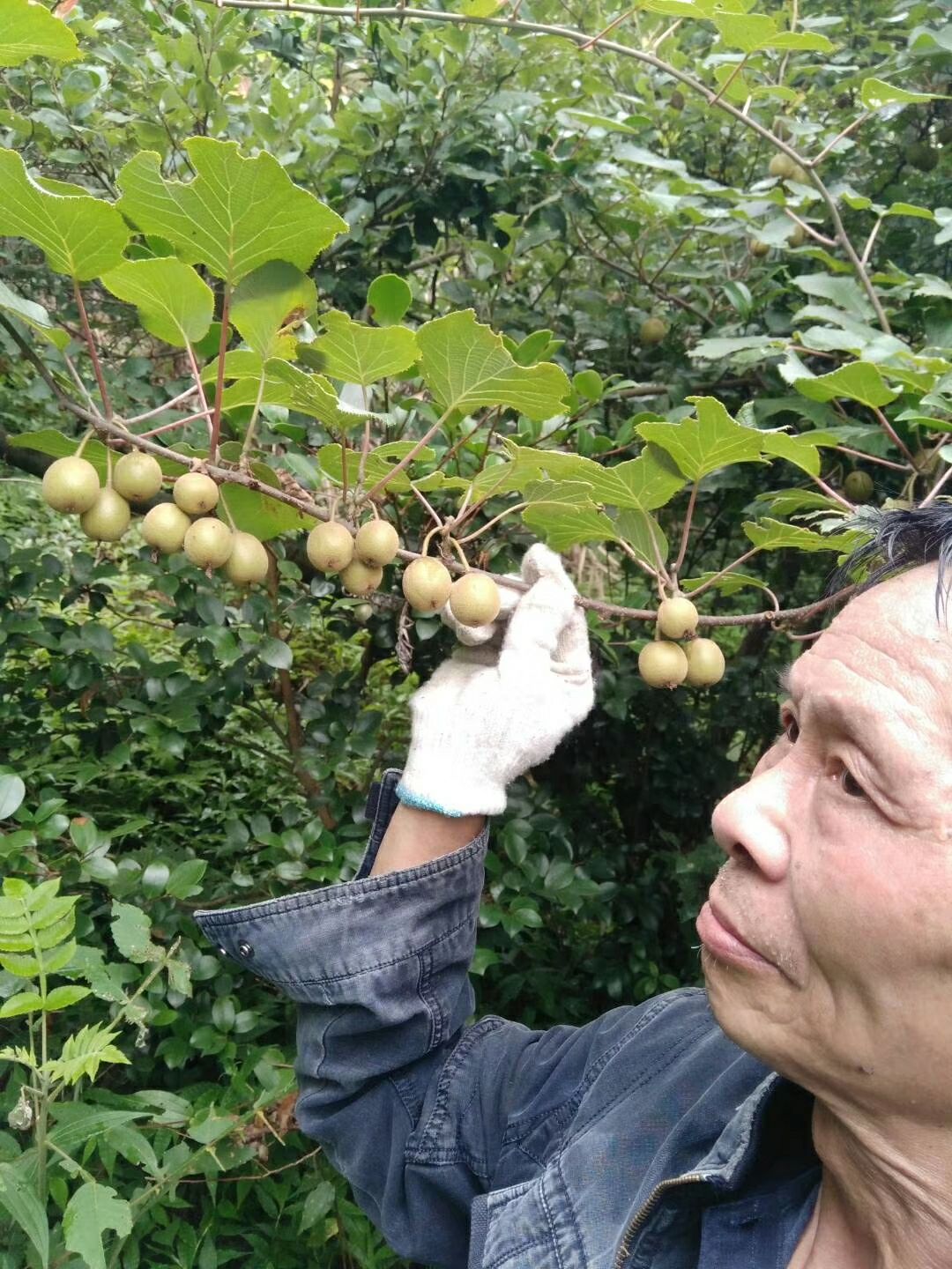  野生猕猴桃  产地直销  大量