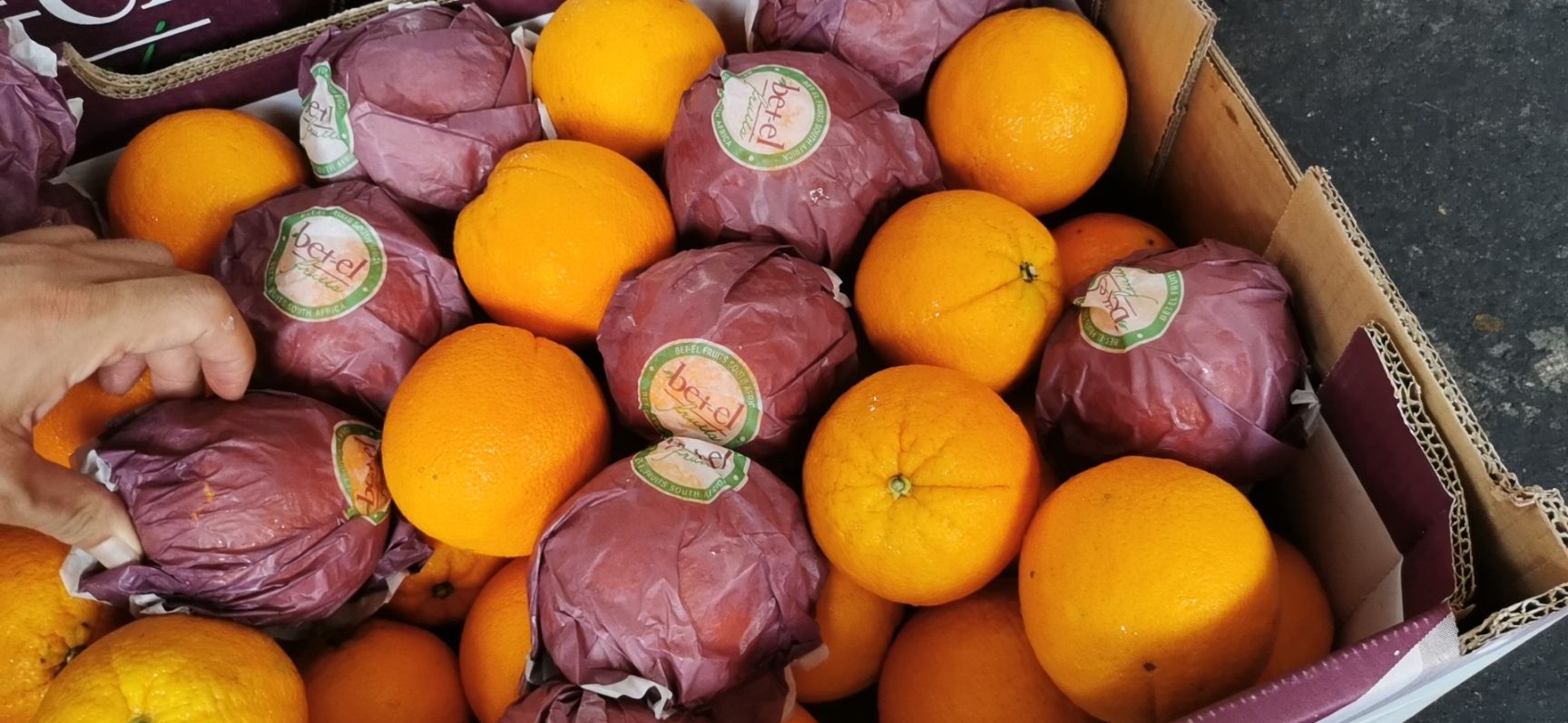 埃及酸橙 南非橙，品质保证价格优惠，一手货源。橙类  柑橘类