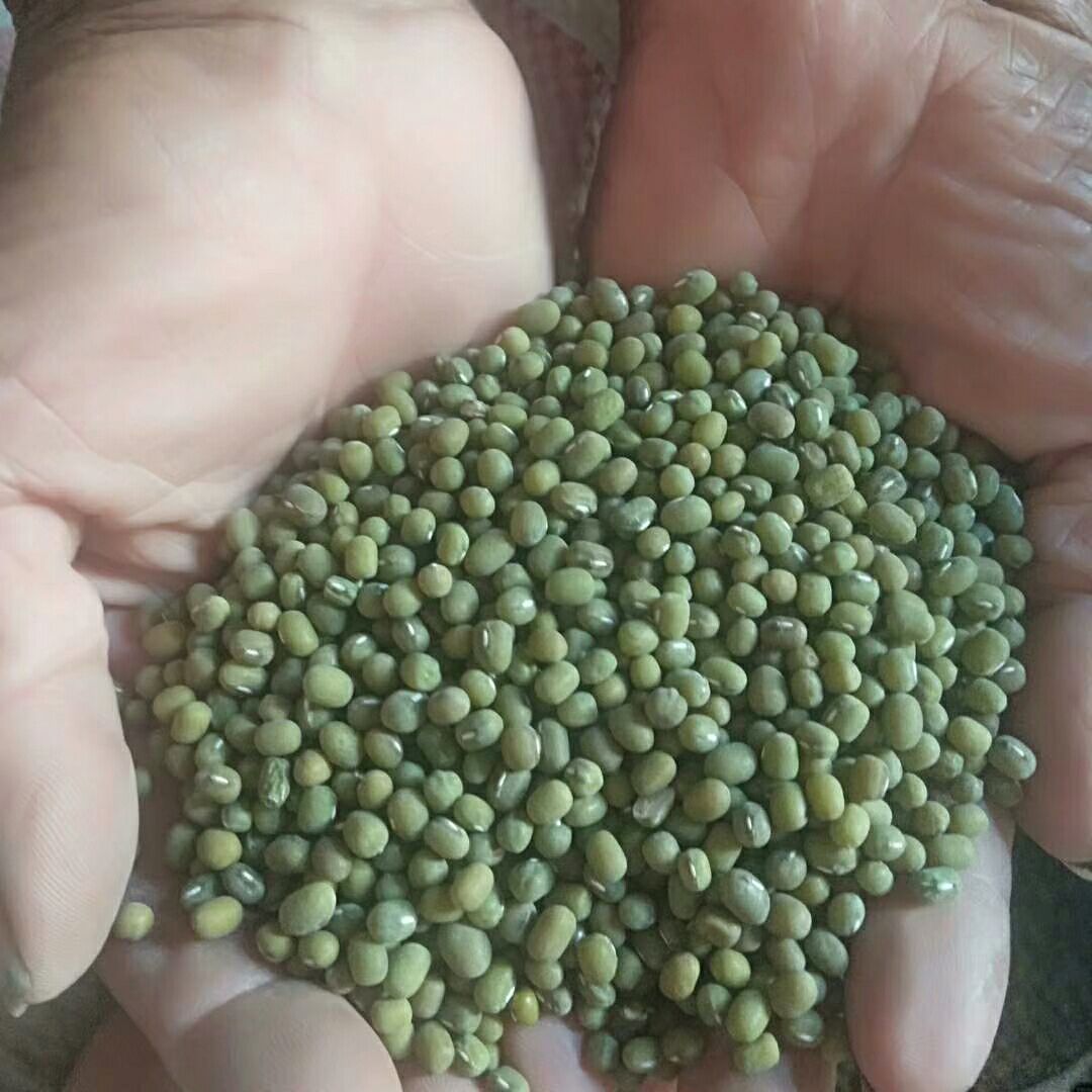 毛绿豆 散装 1等品