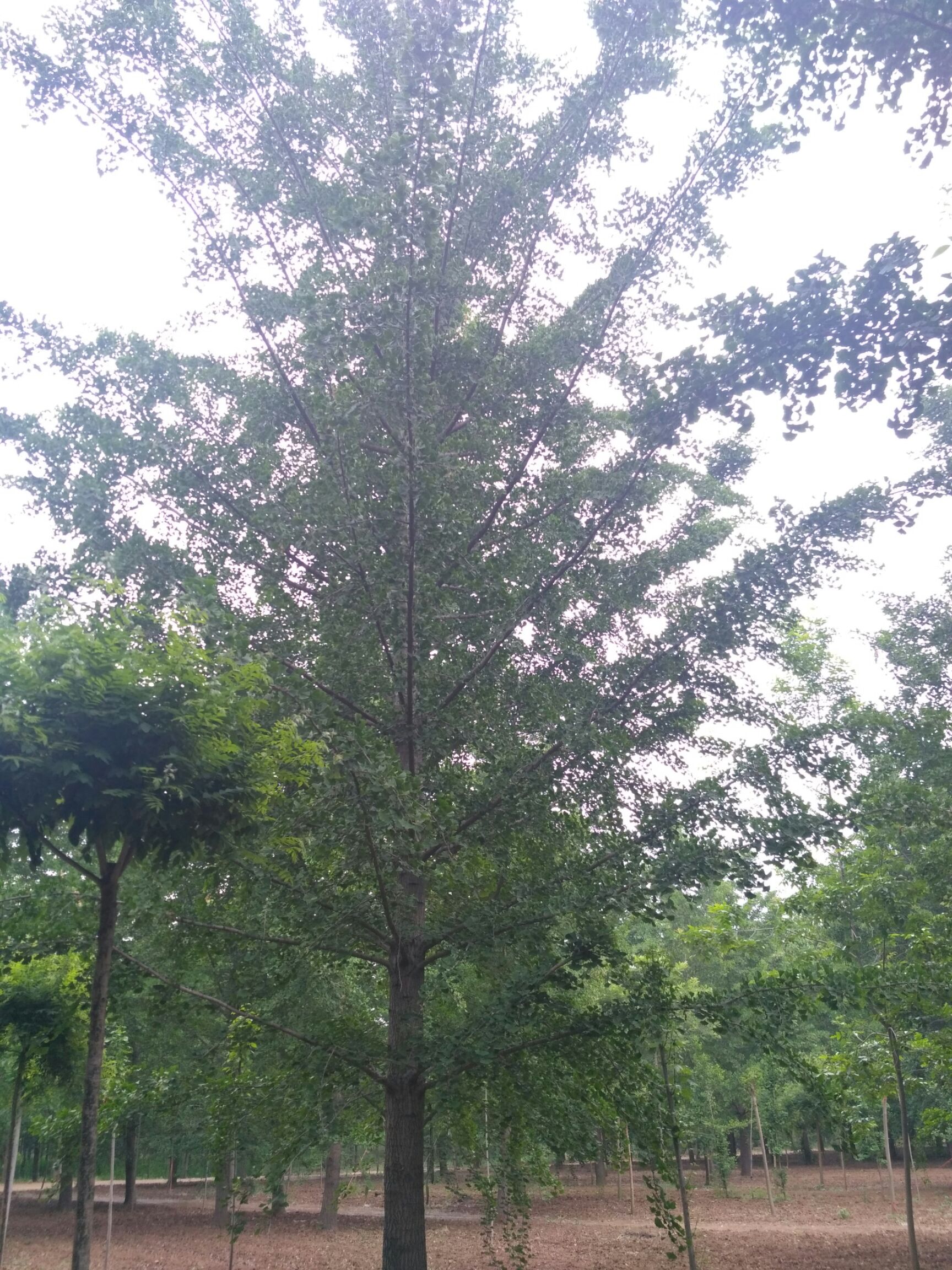 古银杏树 基地直销，质优价廉！