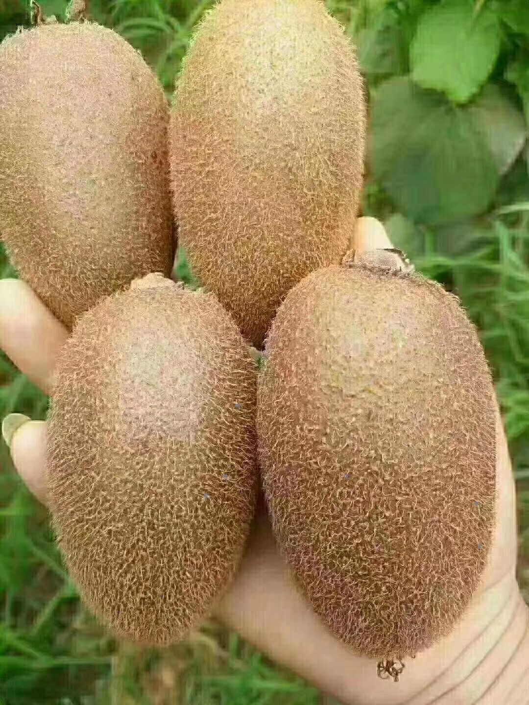 绿心猕猴桃 五斤优惠包邮