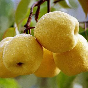 陕西蒲城酥梨大量上市