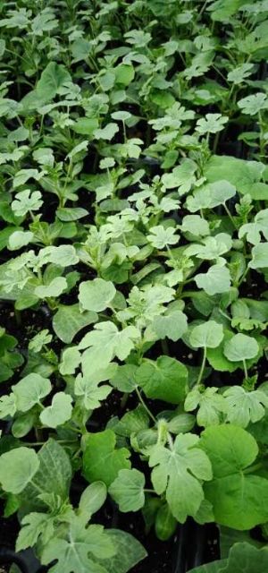 羊角脆甜瓜苗 基地直供,保证品质,保证质量,免费技术指导.