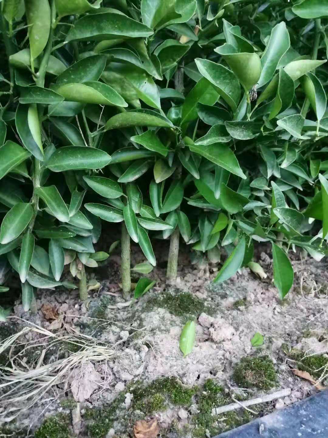 柑树苗 红柑橘