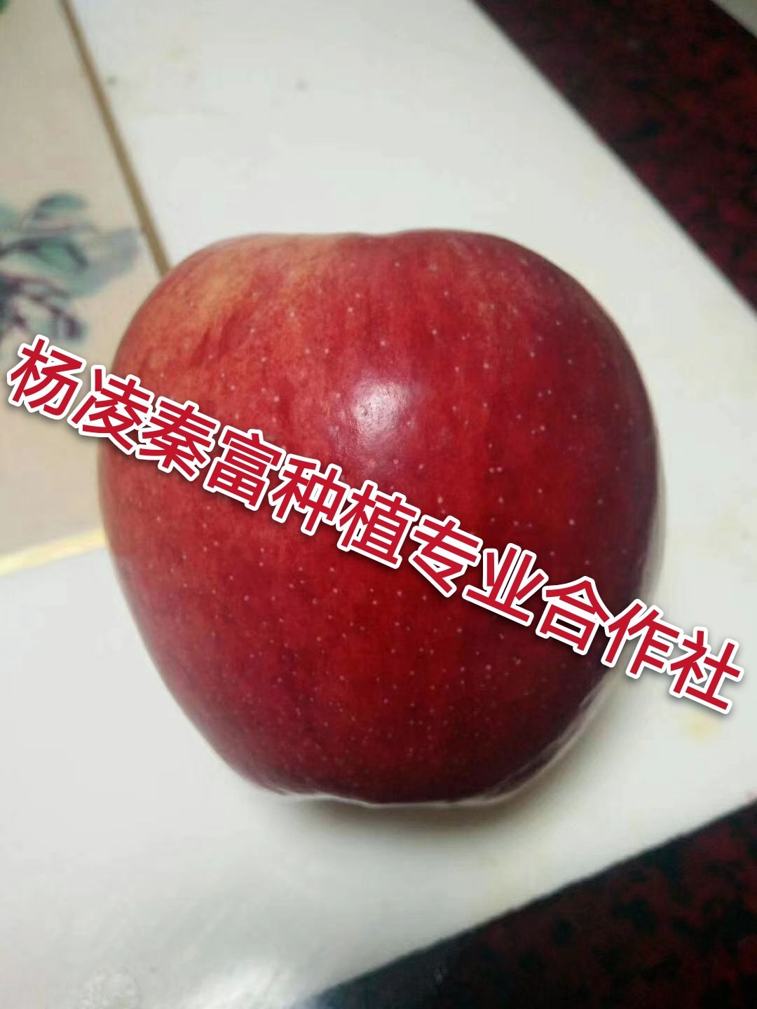 鲁丽苹果苗  【鲁  丽】乔化二年生成品苗