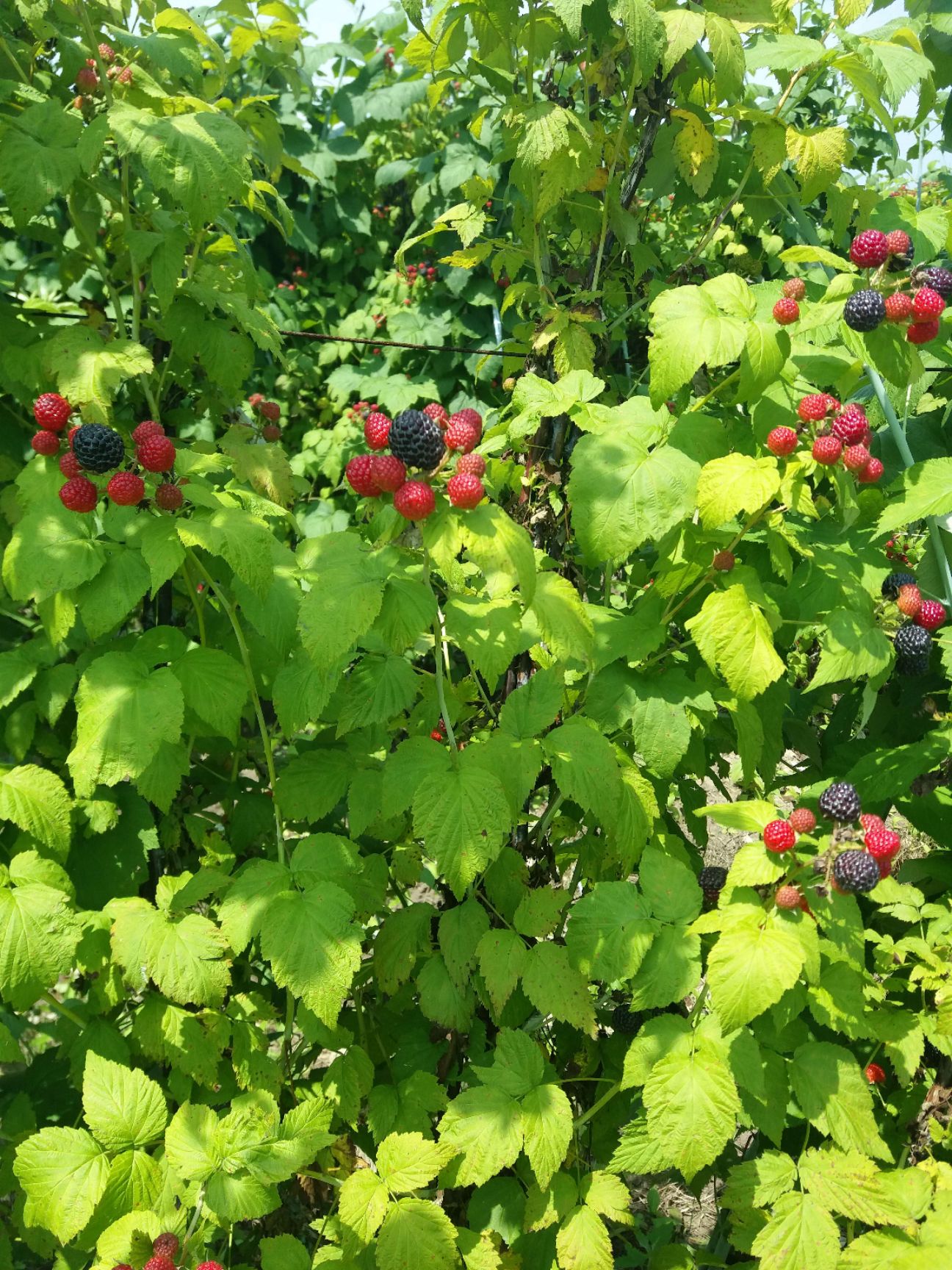 大量出售黑树莓苗。需要的联系