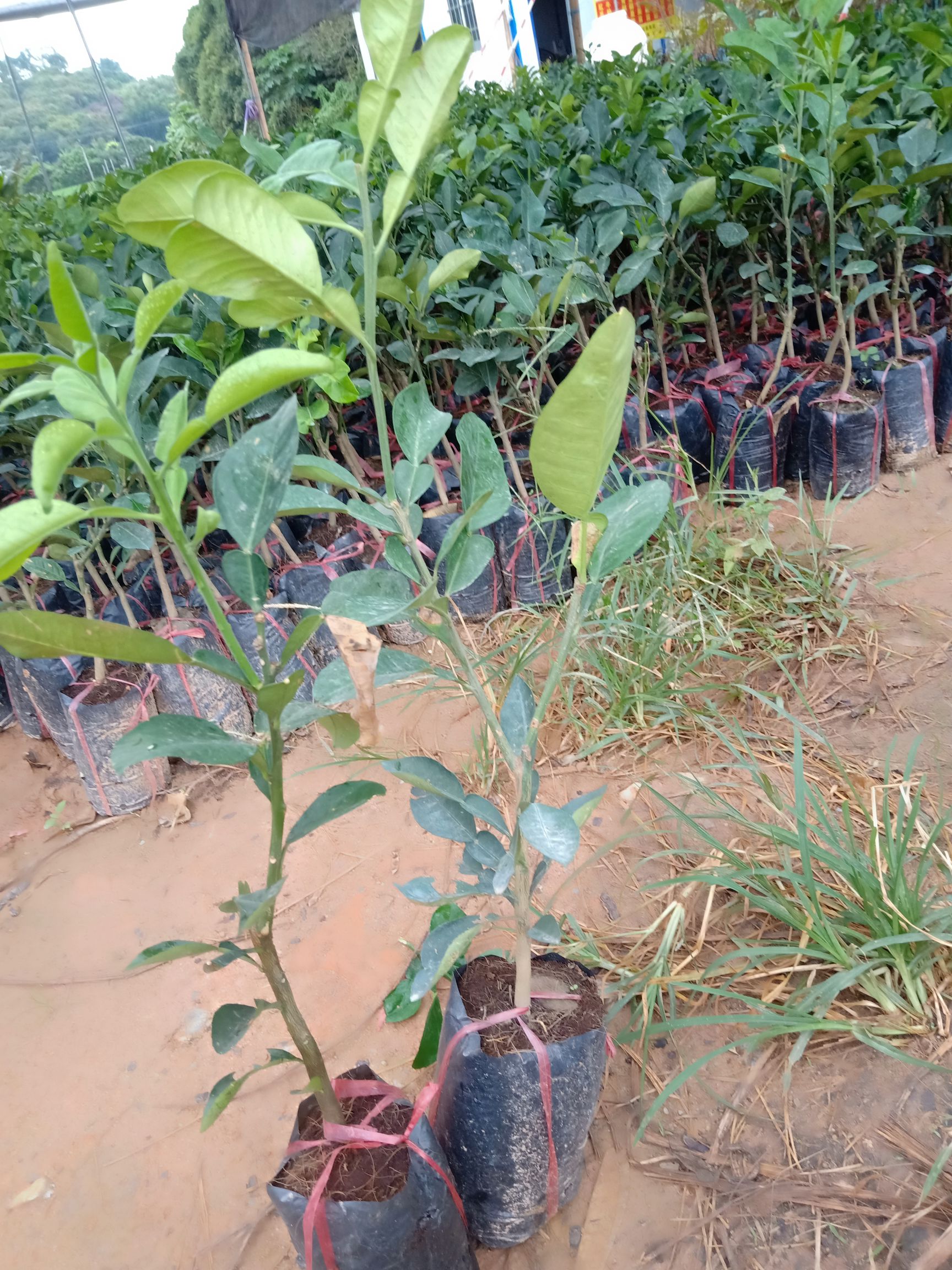 红宝石柚苗 红宝石青皮红肉柚子苗