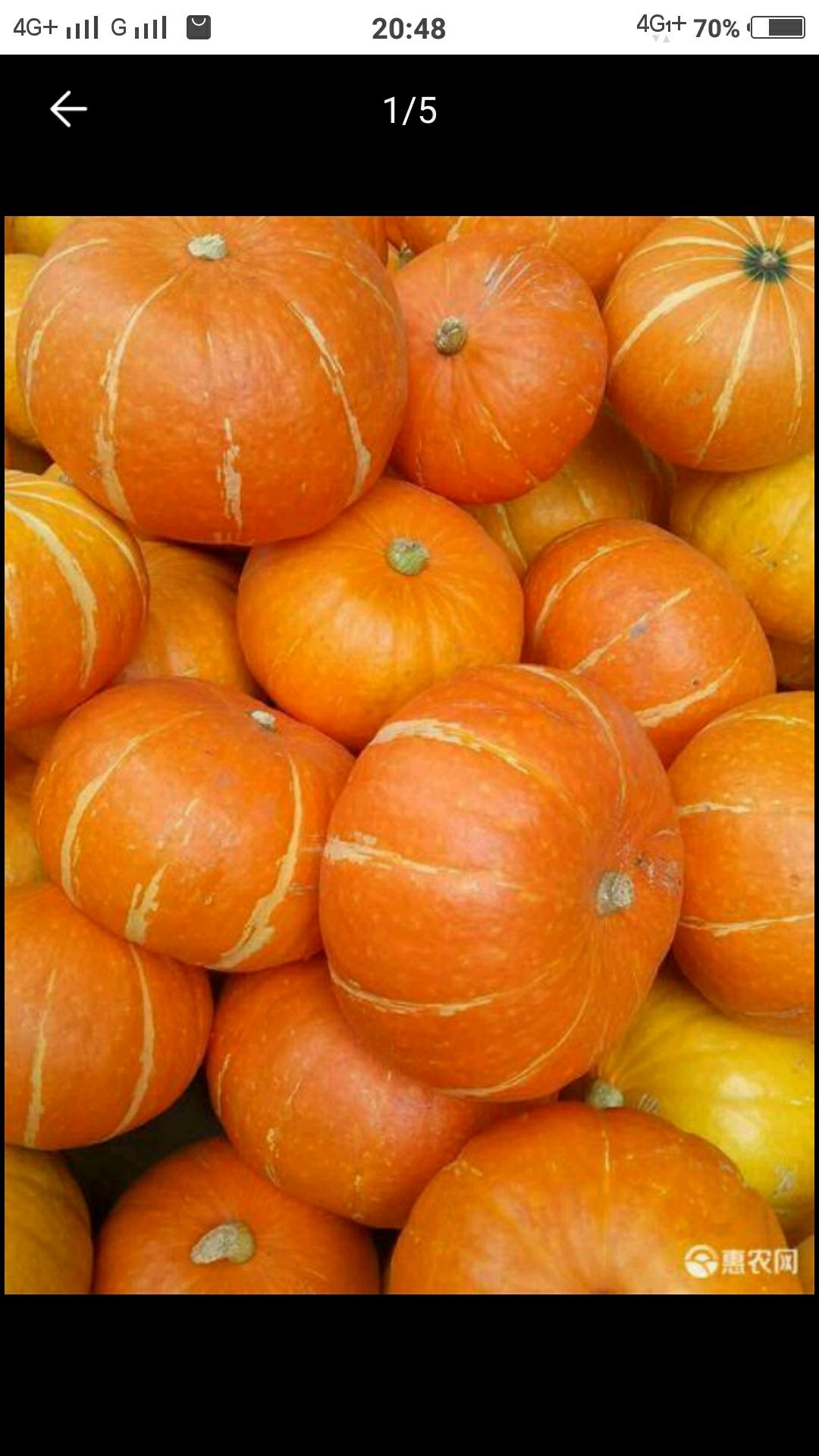  精品红板栗南瓜