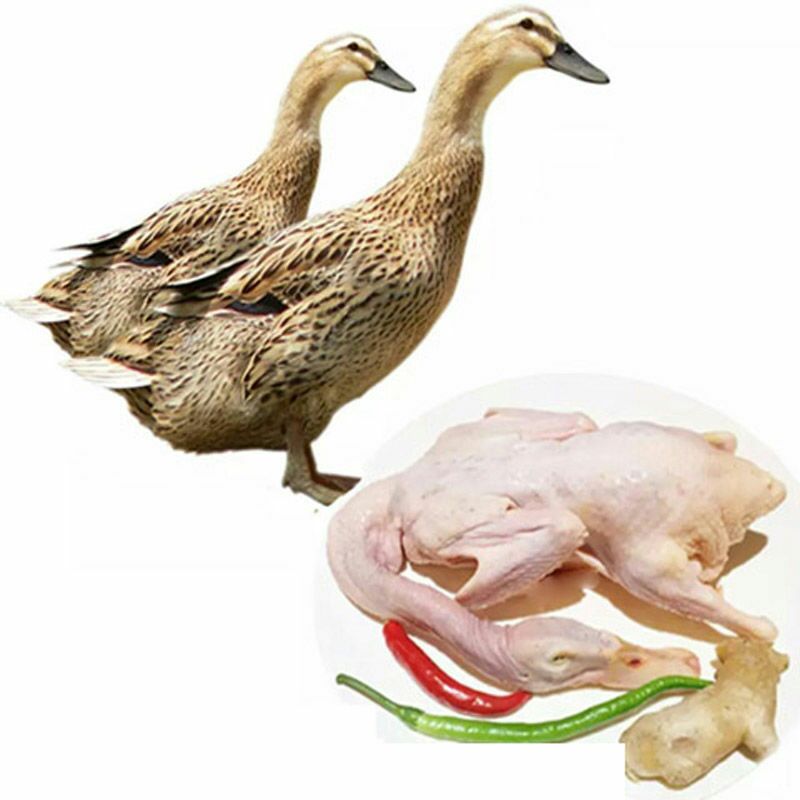  【现杀现发】农家土鸭麻鸭老鸭笨鸭鸭子新鲜鸭肉冷冻链发货