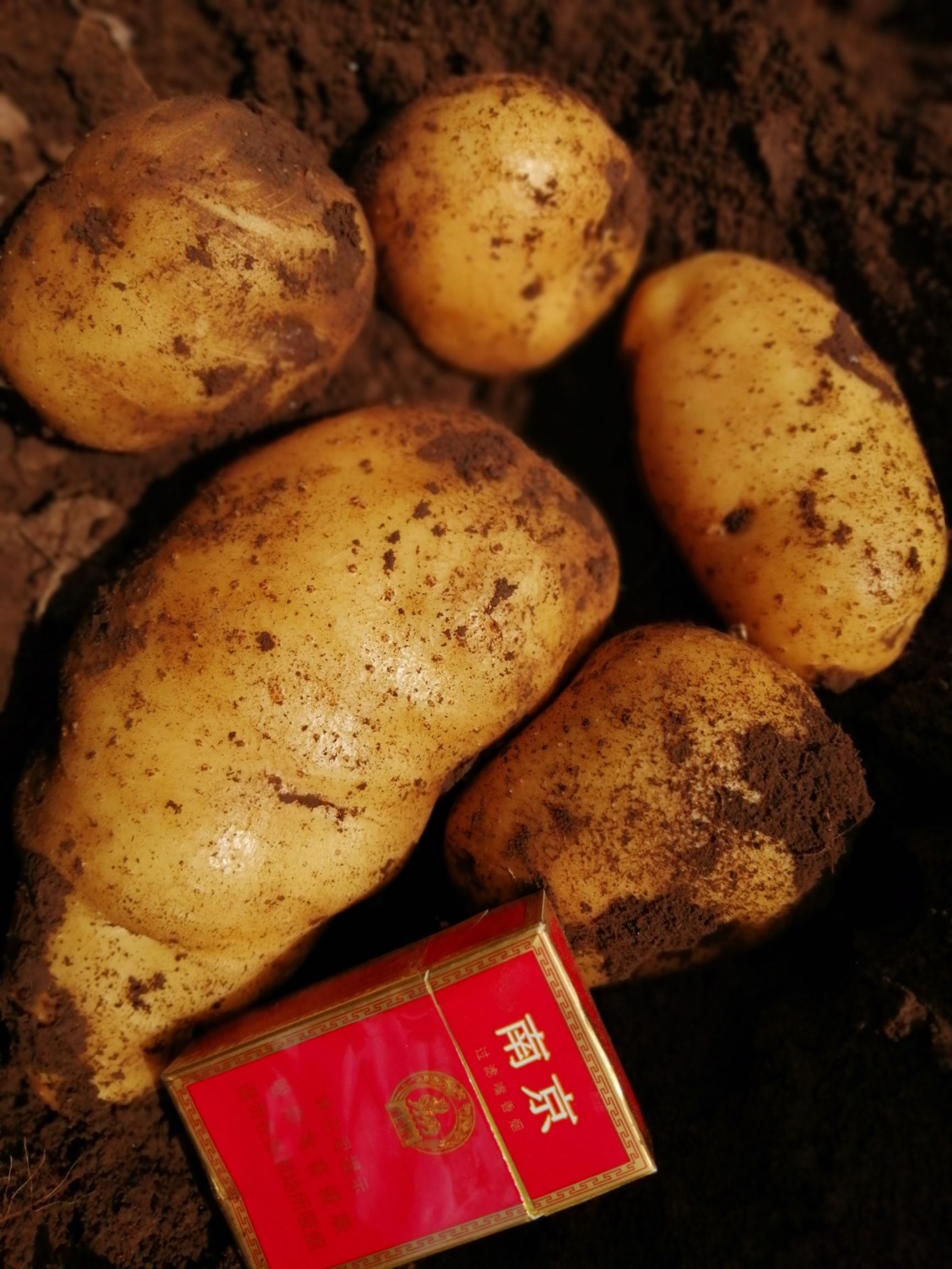 白土豆 3两以上