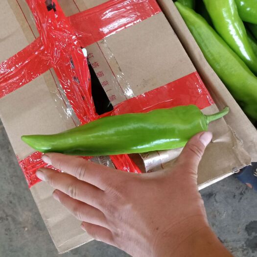 邯郸 尖椒