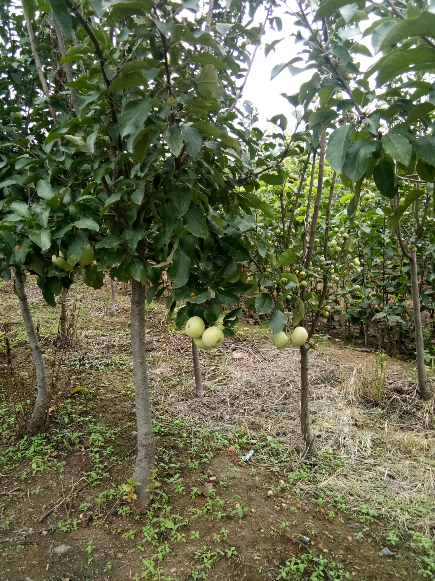 各种苹果树嫁接苗