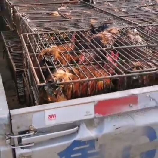 高密市 散养大红公鸡