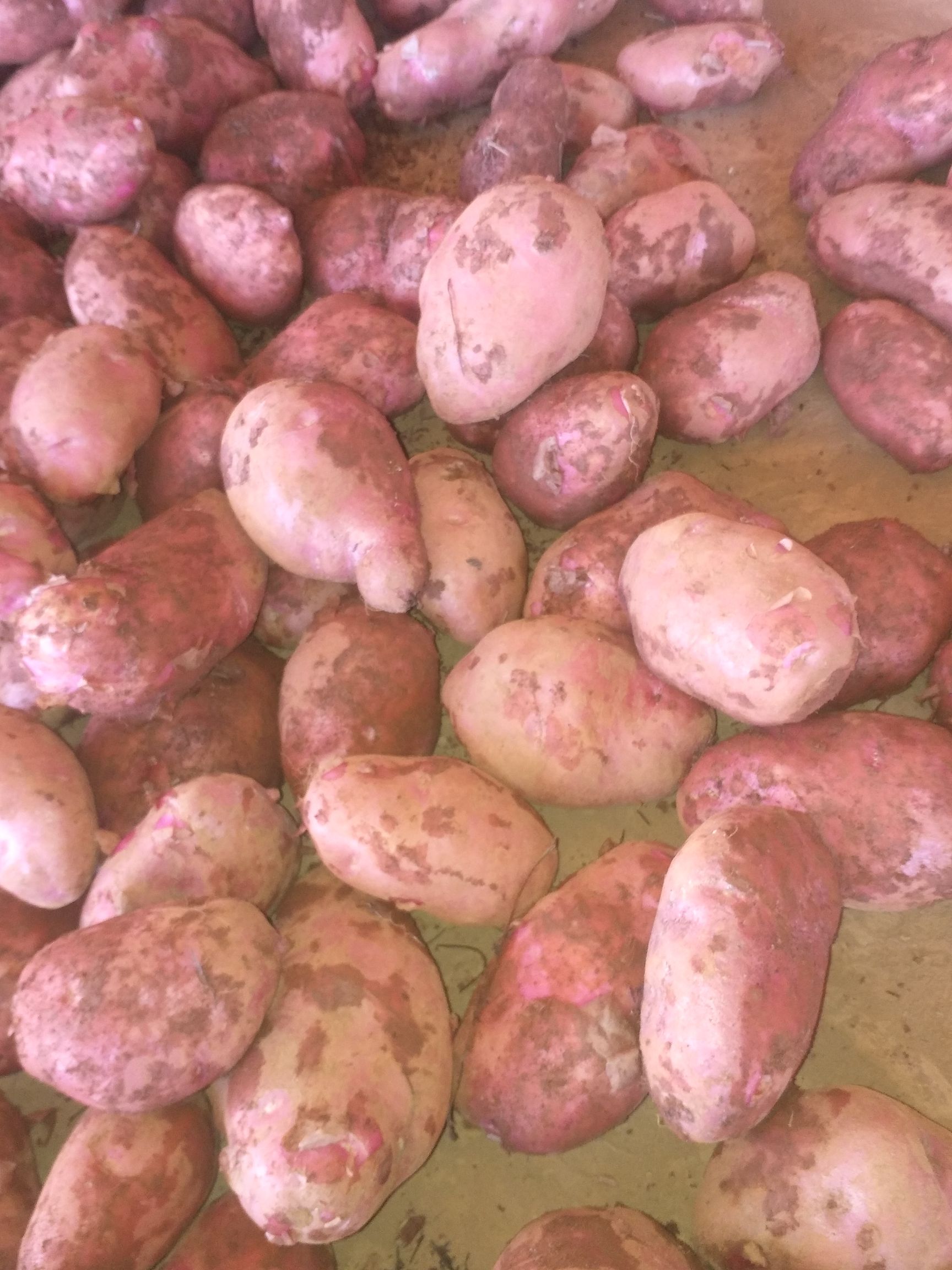 黄心土豆  云南土豆红皮黄心。白皮黄心。大量有货。质杠杠