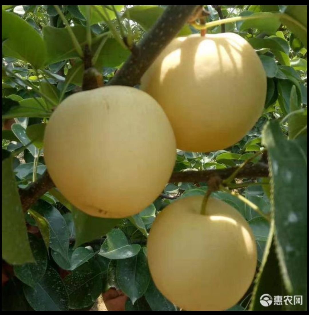 南阳黄金梨