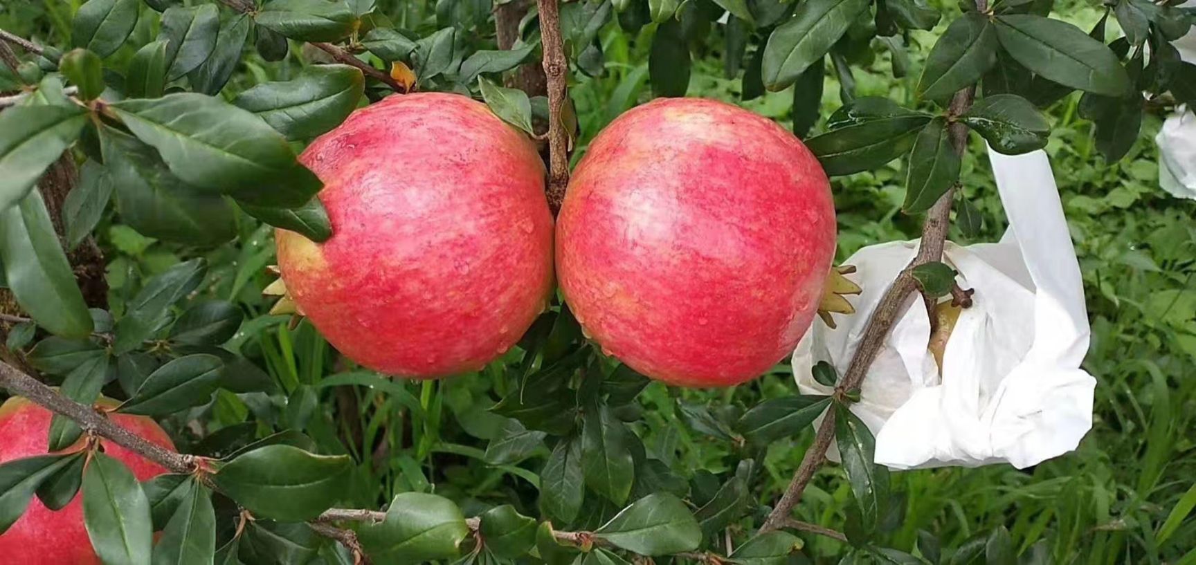  会理应季突尼斯软籽石榴