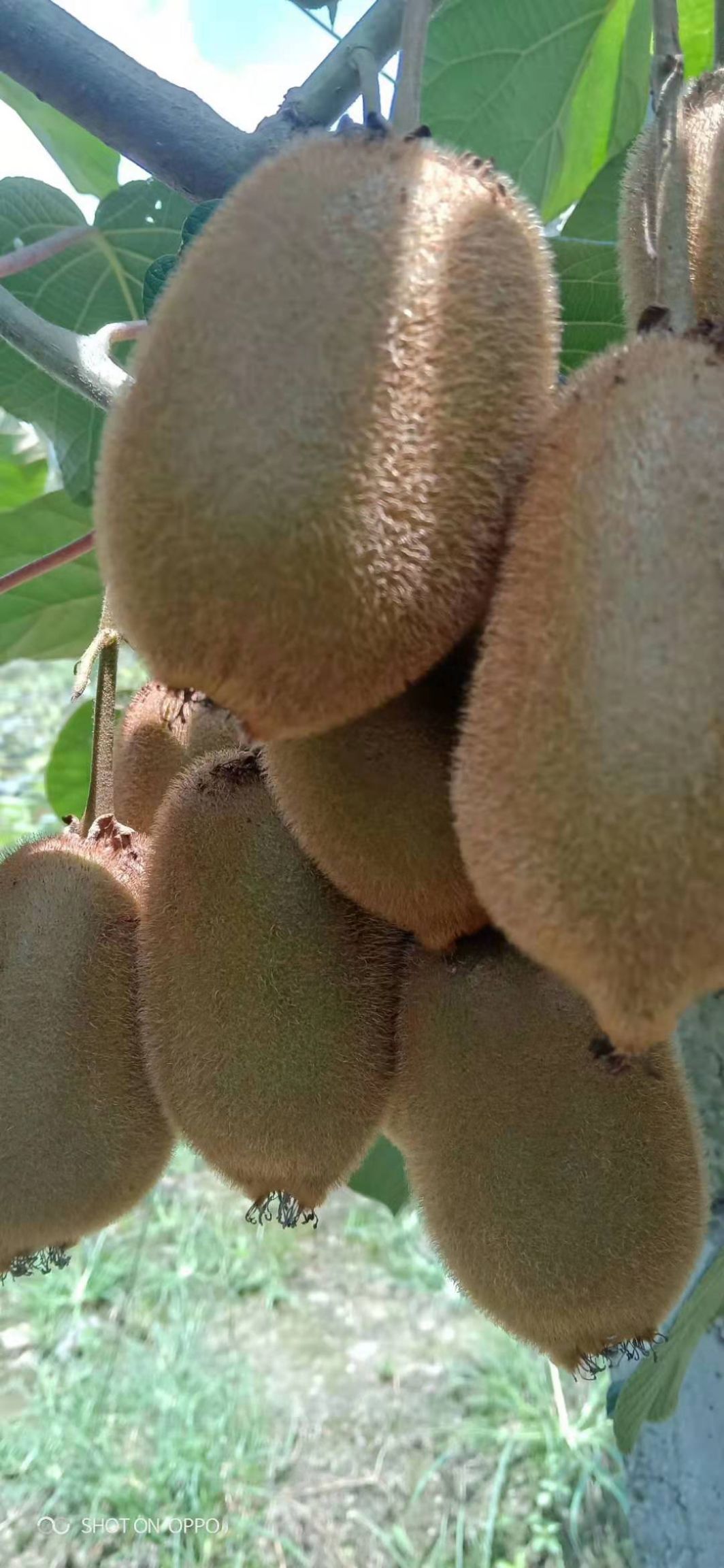  猕猴桃上市了，价钱好平易哦，