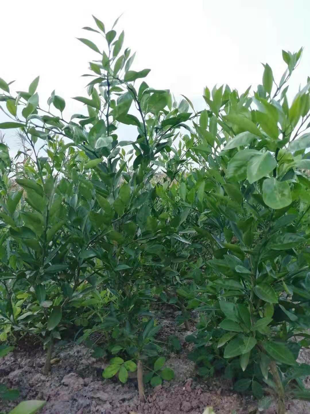 柑树苗 晚血八号假植苗