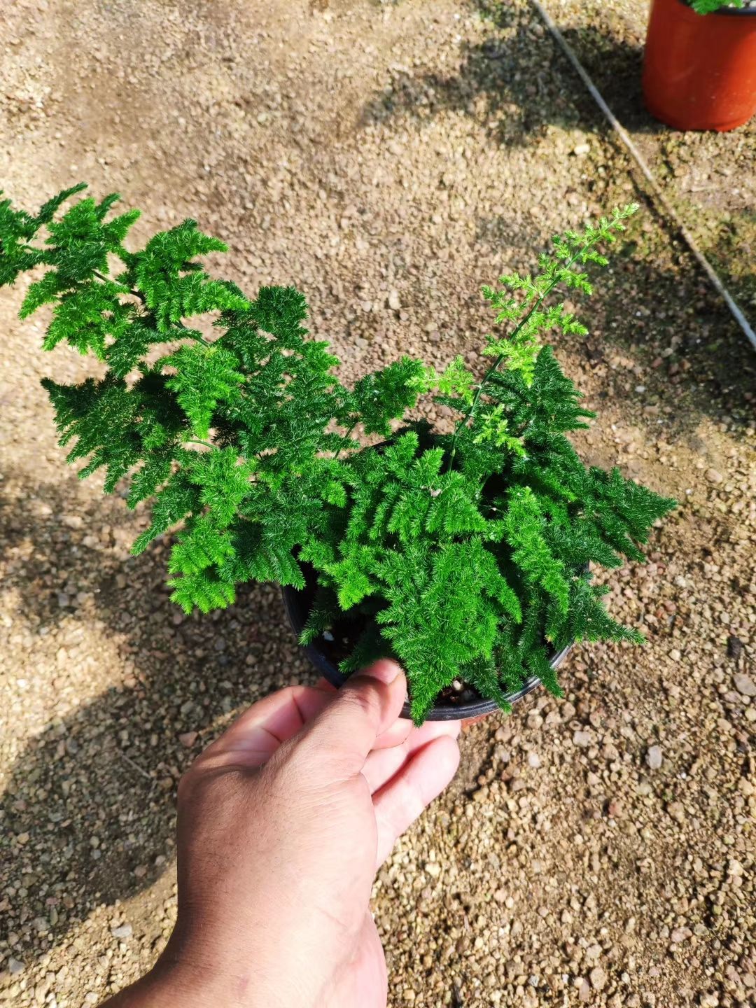 唐竹 唐山矮生文竹原盆原土