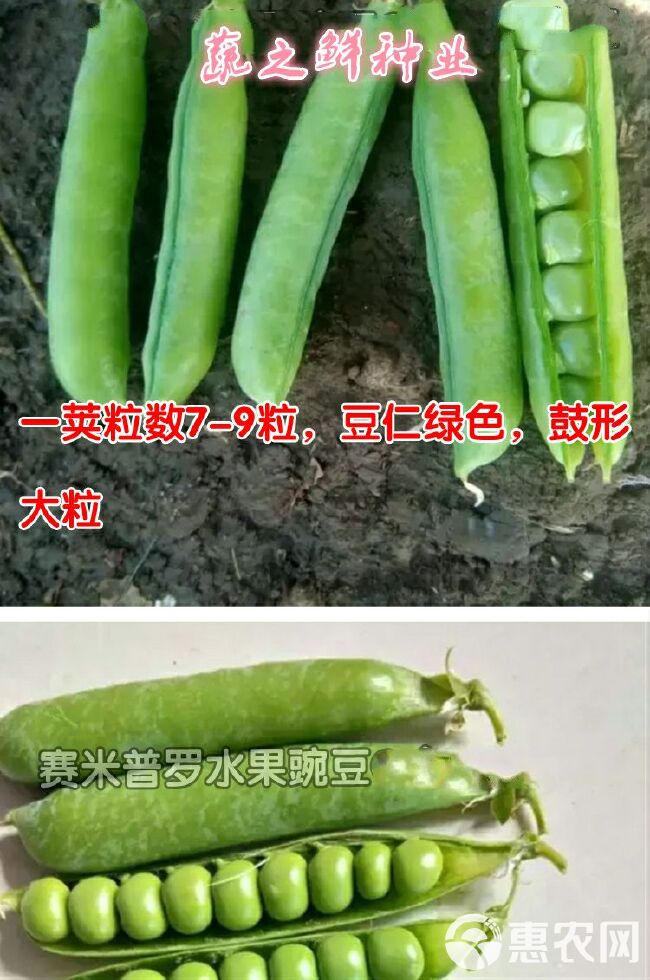 奇珍甜脆豌豆种子长寿豌豆仁甜豆蔬菜籽农家四季种植 豆荚