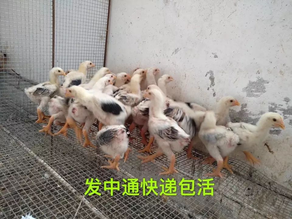 东涛鸡苗 纯种越南东涛鸡脱温苗 越南大脚鸡 一只起发中通快递