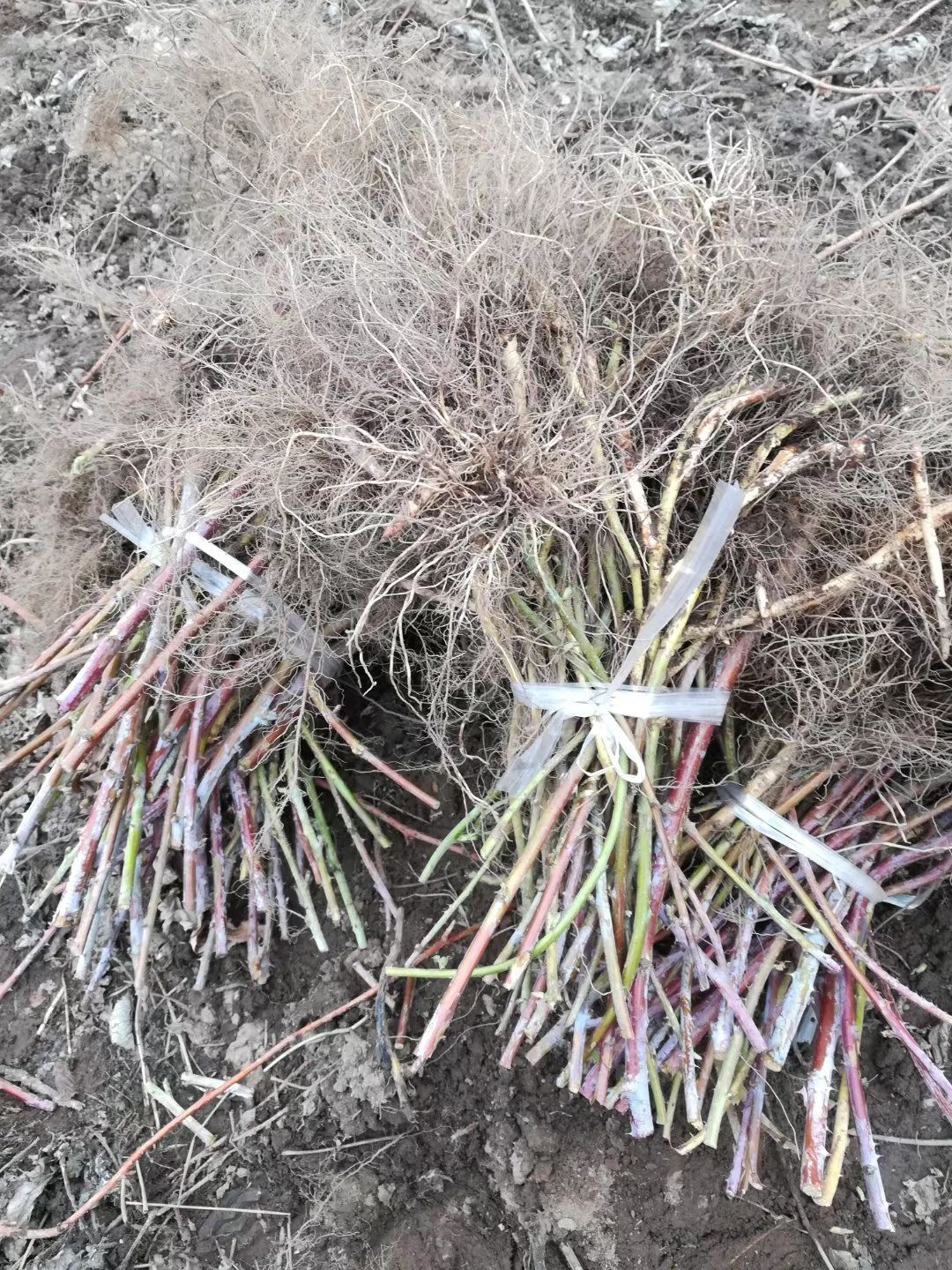 大量出售黑树莓苗。需要的联系