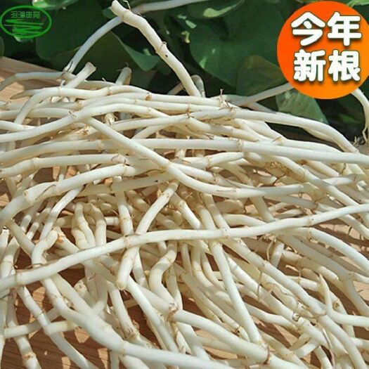 安顺白茎鱼腥草  折耳根（鱼腥草）长年供货，量大品优，需要的抓紧联系单满为止