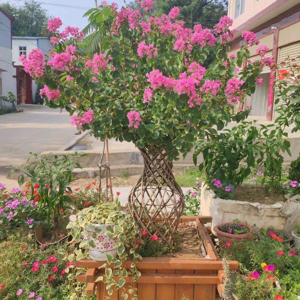 造型紫薇 紫薇花瓶 海棠花瓶 花瓶骨架 花瓶模具