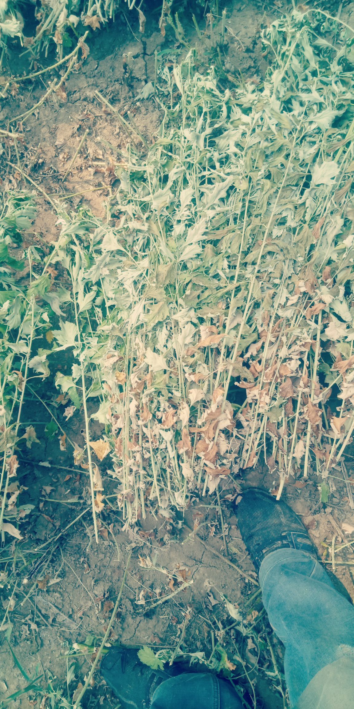  艾草棵细叶多，联系我1822635***13