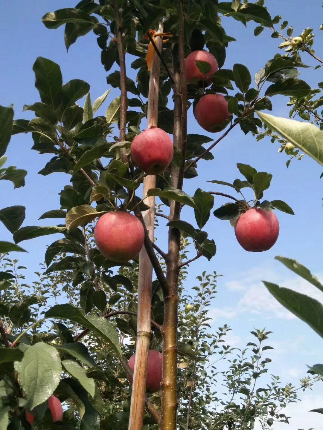 鲁丽苹果苗  【鲁  丽】乔化二年生成品苗