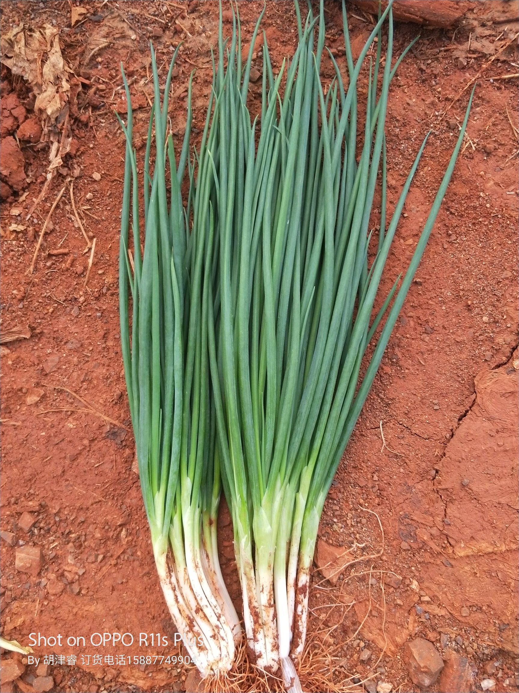四季葱  小葱红葱 黑葱 云南红河泸西