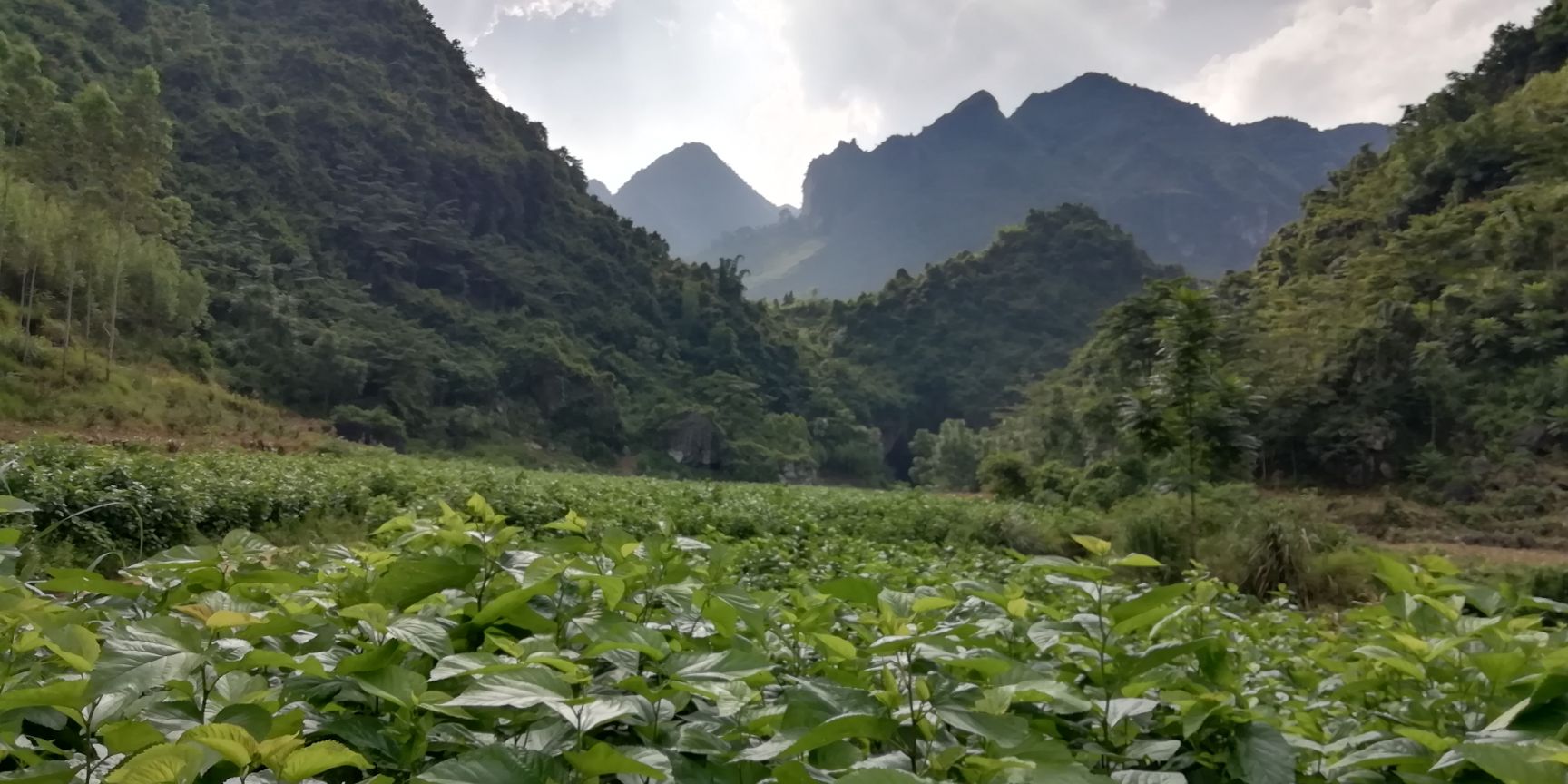 果园 陶渊明笔下的阡陌世外