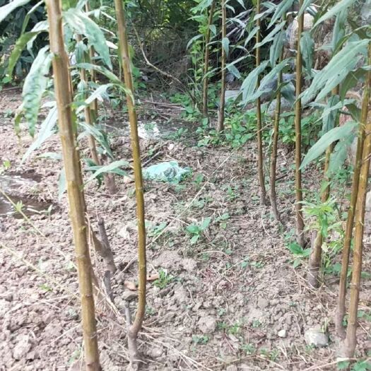 赞皇县嫁接桃树苗 中华寿桃